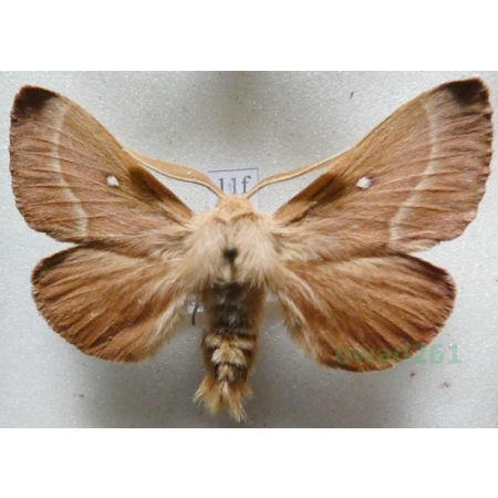 Lasiocampa trifolii (Denis & Schiffermüller, 1775) male Barczatka koniczynówka Czech11f